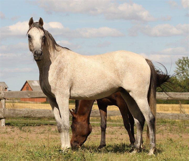 Arabisk fuldblod (OX) CA Zazsi - SOLGT - billede 28