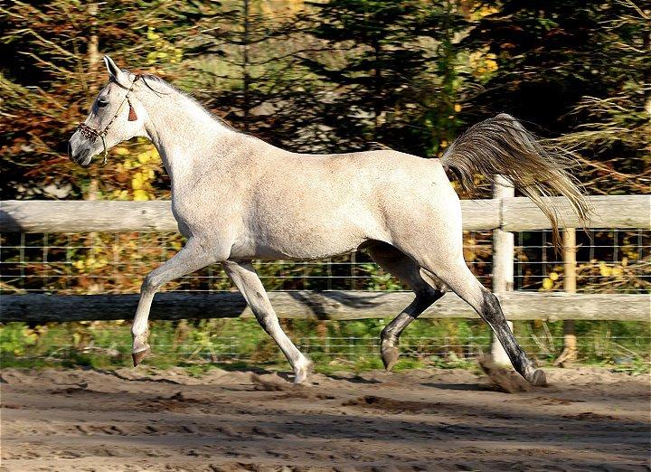 Arabisk fuldblod (OX) CA Zazsi - SOLGT - billede 34