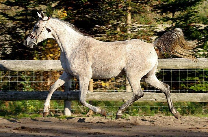 Arabisk fuldblod (OX) CA Zazsi - SOLGT - billede 35