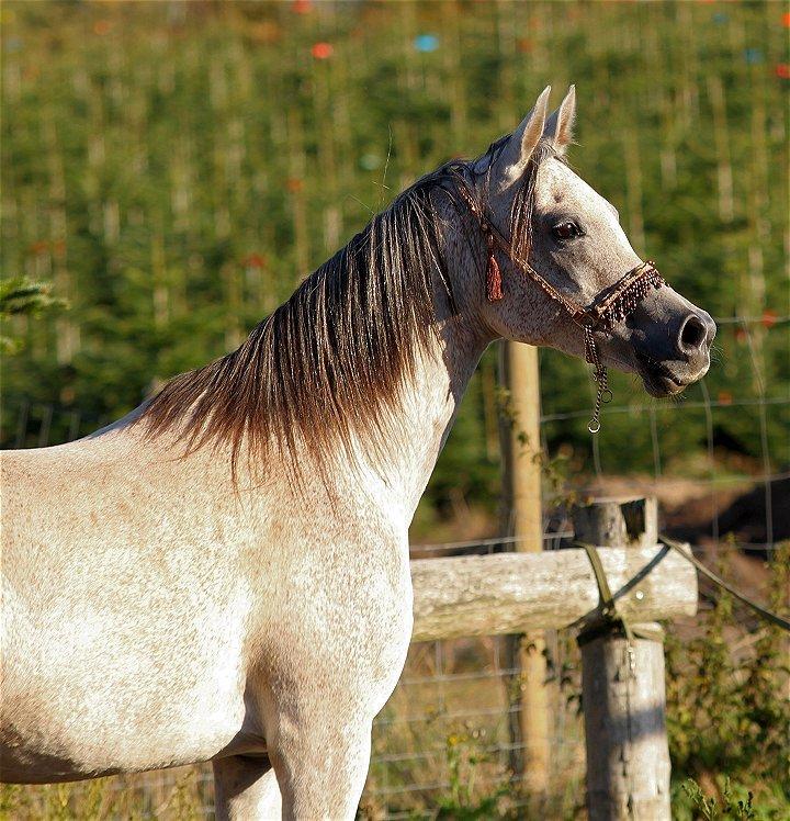 Arabisk fuldblod (OX) CA Zazsi - SOLGT - billede 36