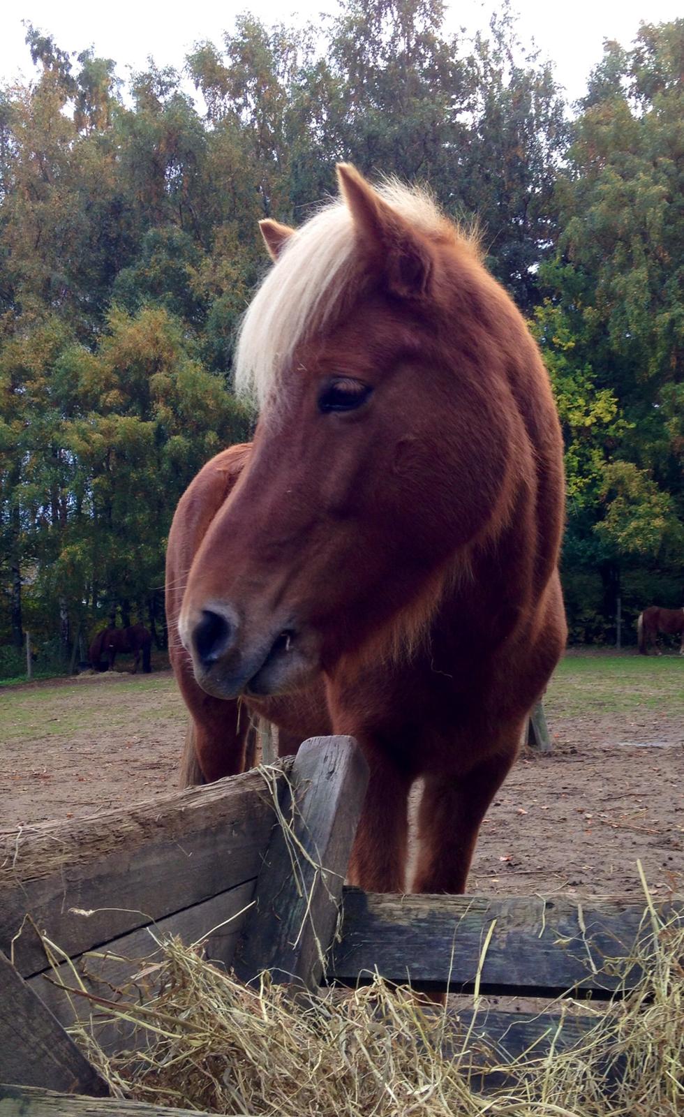 Islænder Vá Fra Arnakke billede 11