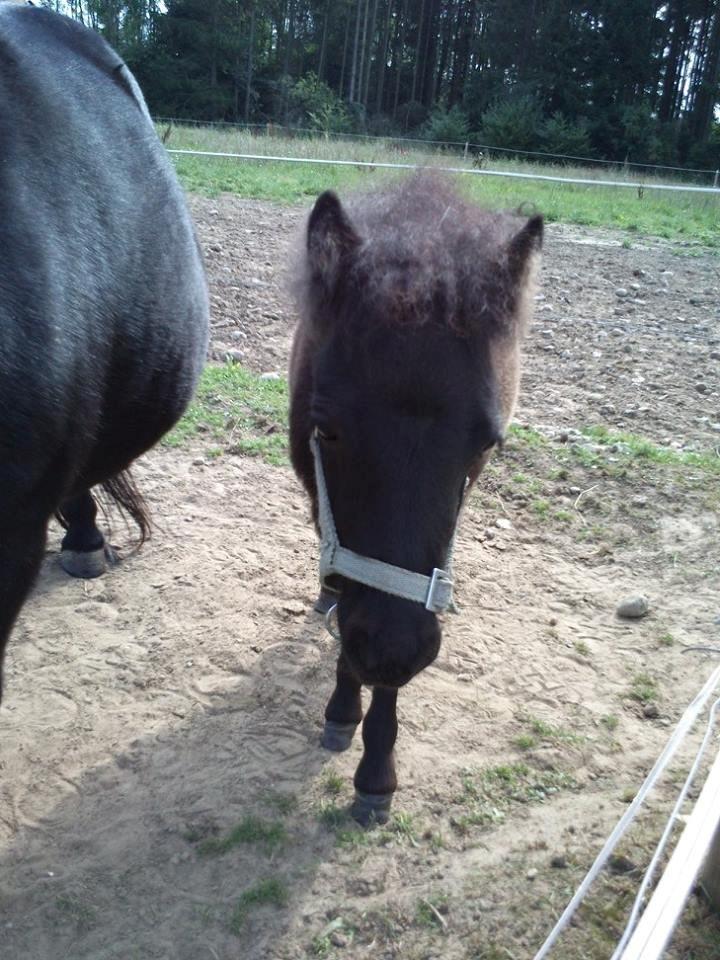 Shetlænder Fluffy bint Fighter billede 4