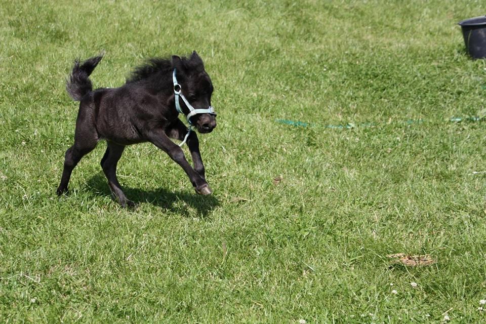 Shetlænder Fluffy bint Fighter billede 2