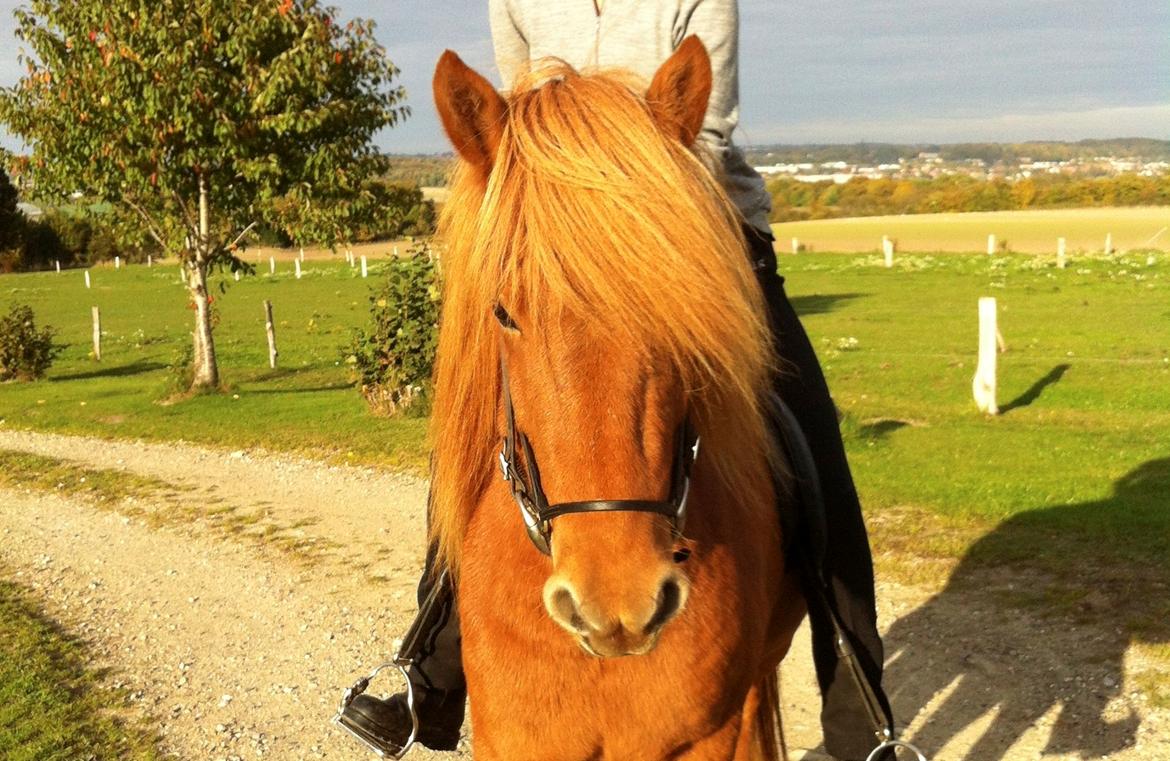 Islænder Hvöt fra Viderup - På anden tur unden hjælper. billede 2