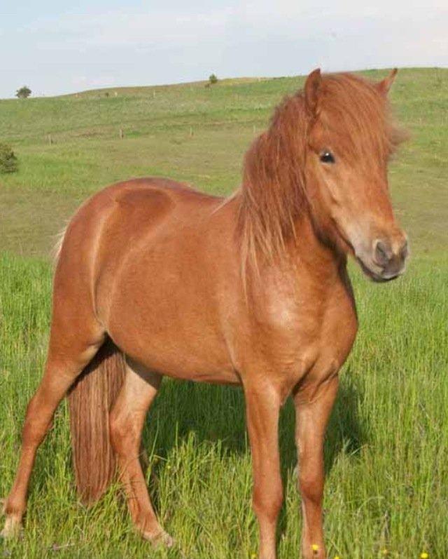 Islænder Hvöt fra Viderup - Som 3-års. billede 4