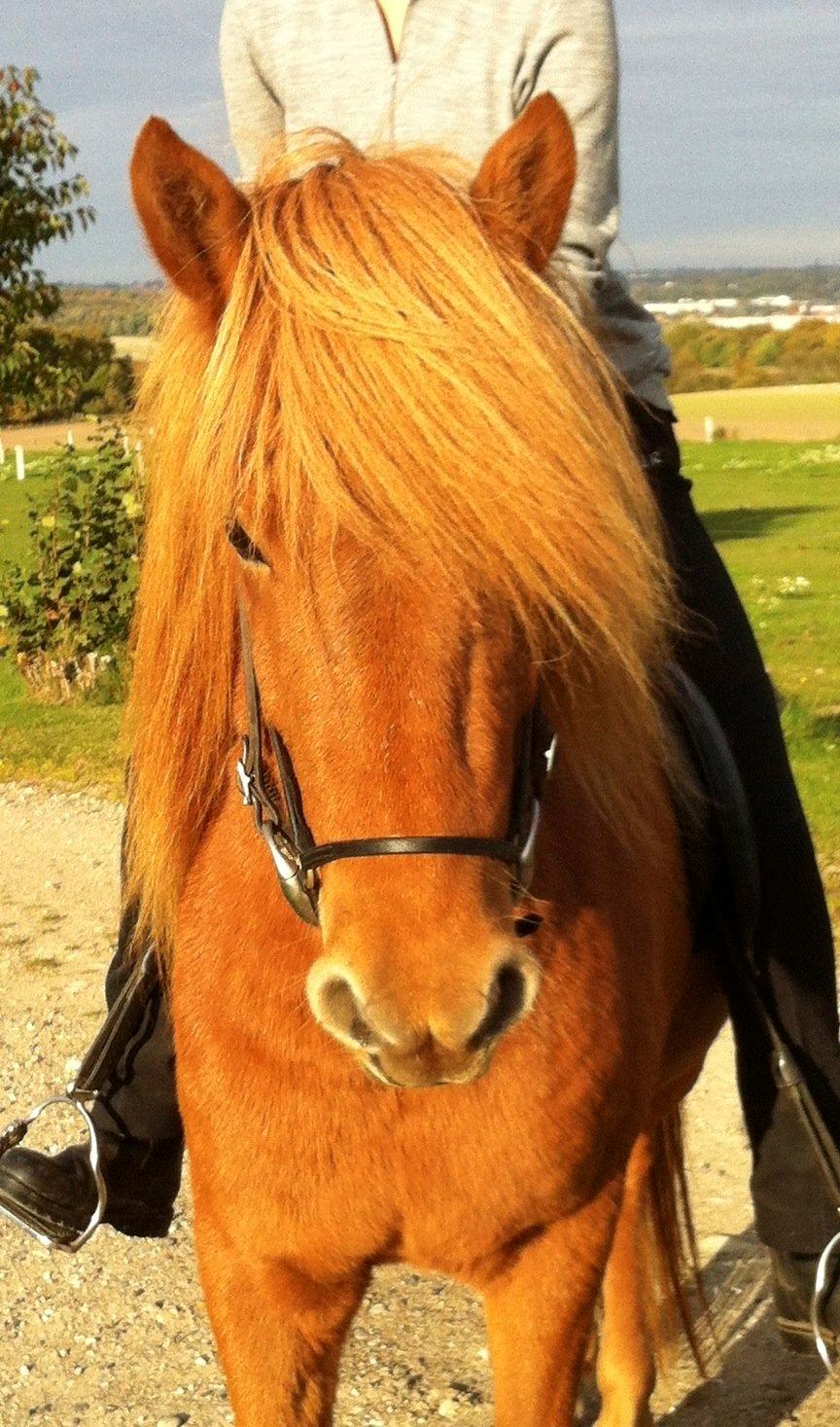 Islænder Hvöt fra Viderup - Anden tur uden hjælper. billede 5