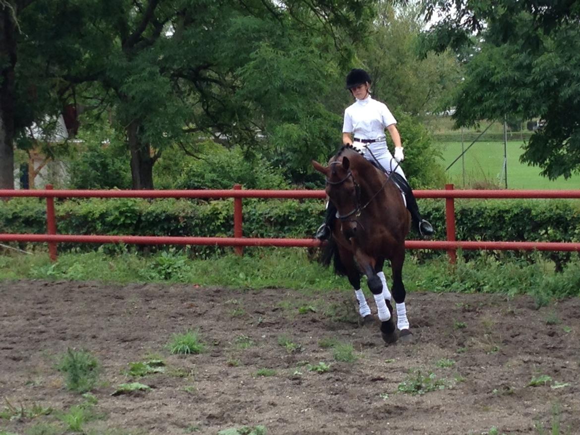 Dansk Varmblod Miró (Klubmester 2013) billede 8