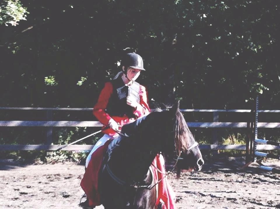 Irish Cob Sir charles - Stævne på LRK første plads, elsker dig billede 1
