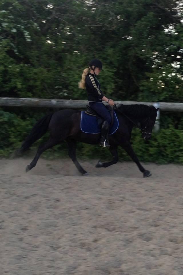 Anden særlig race Black Beauty / Thowra*I<3Y* - dressur på min stjerne <3 billede 6