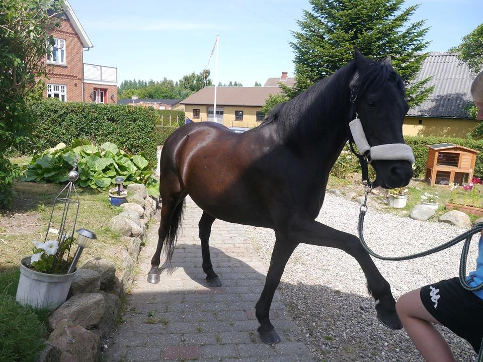 Anden særlig race Black Beauty / Thowra*I<3Y* - Tigge <3 billede 18