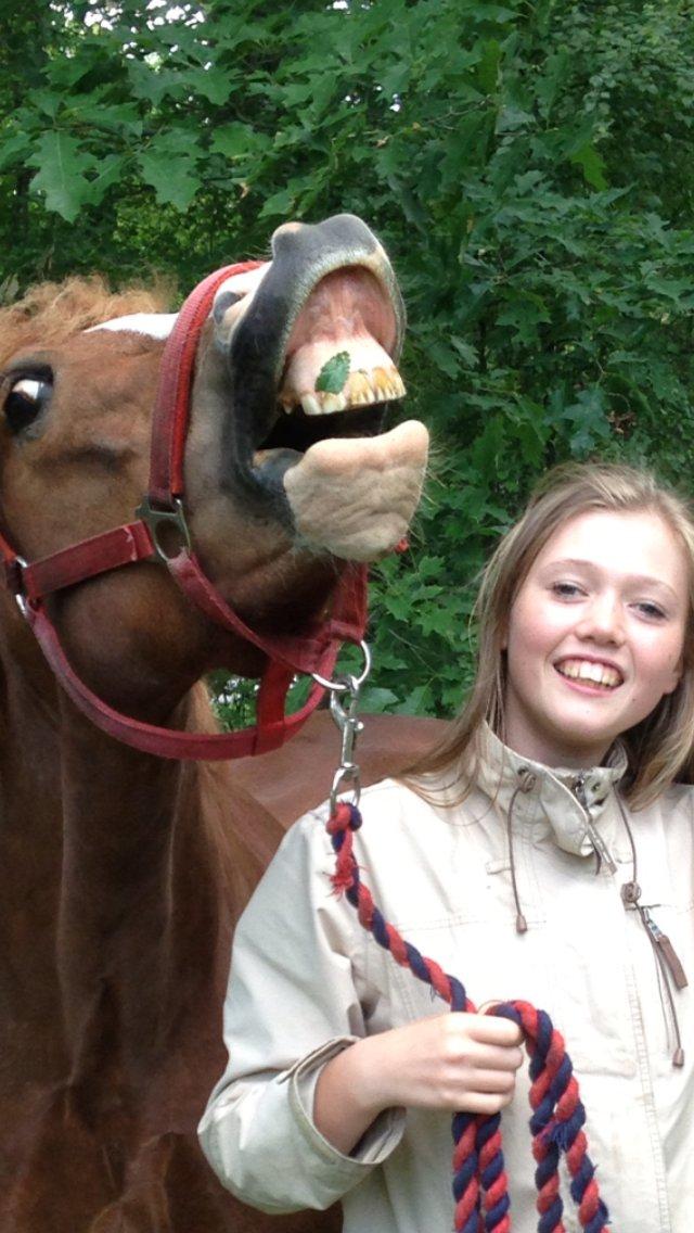 Welsh Partbred (Sec F) Wissinggaards stitch - U smile- I smile <3 billede 3