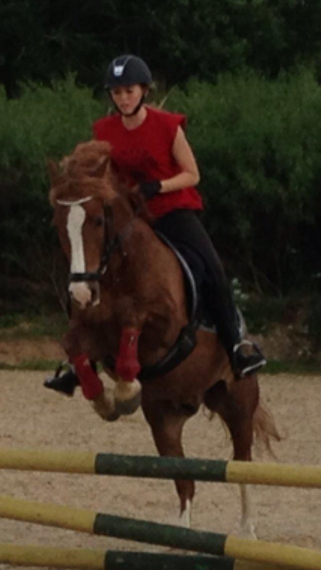 Welsh Partbred (Sec F) Wissinggaards stitch - Stitch er flyvende! <3 billede 4