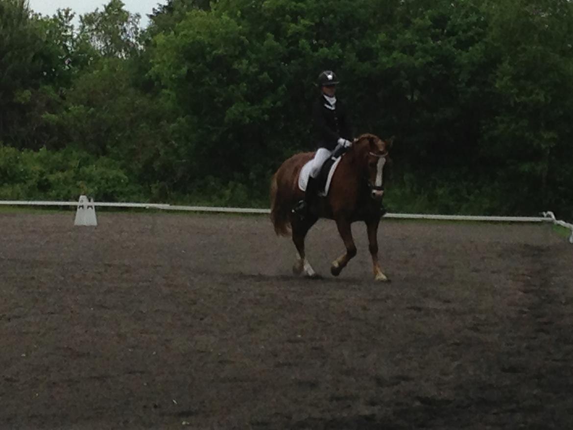 Welsh Partbred (Sec F) Wissinggaards stitch - Til stævne i birgettelyst <3 billede 5