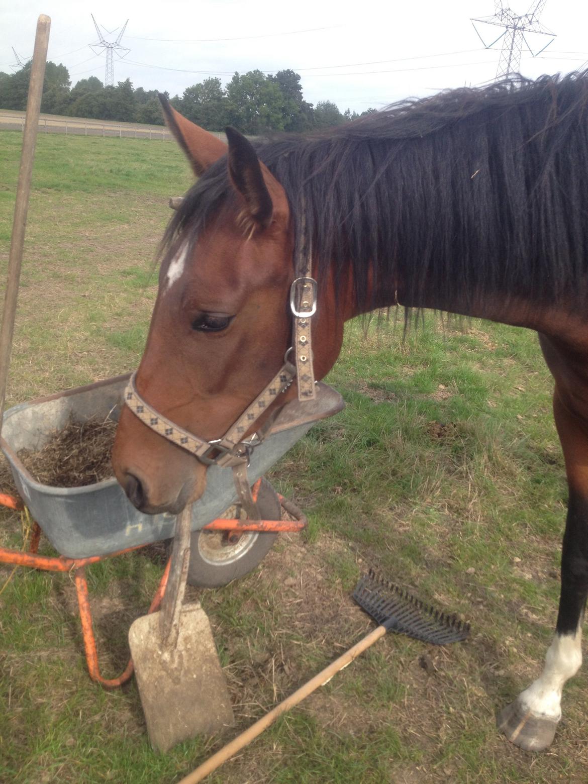 Pinto Søgård's midnight bliver kaldt diva billede 14