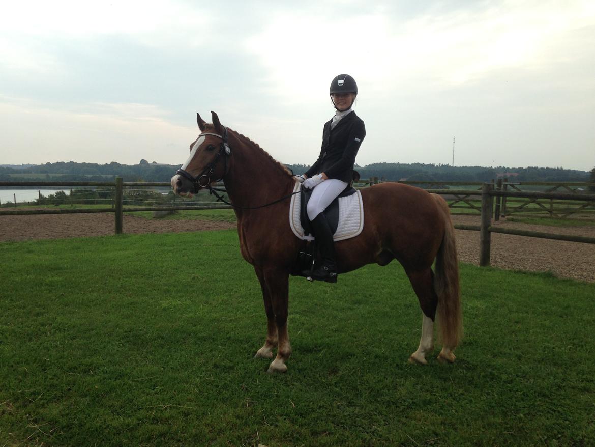 Welsh Partbred (Sec F) Wissinggaards stitch - Til stævne i Tougaard! :) billede 7