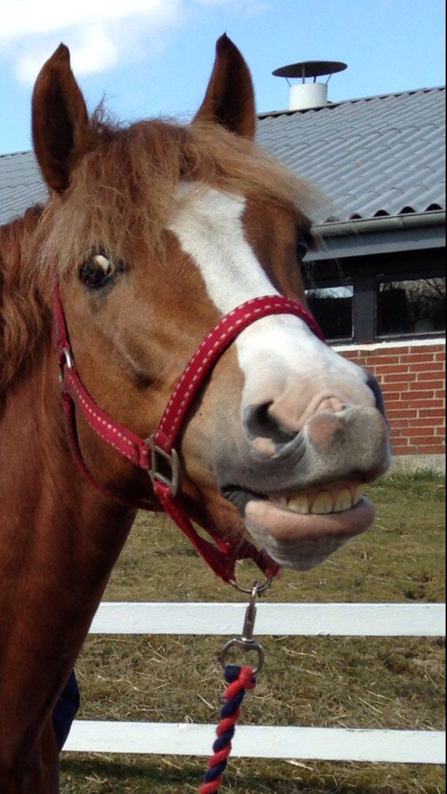 Welsh Partbred (Sec F) Wissinggaards stitch - Velkommen til Stitchs profil billede 1