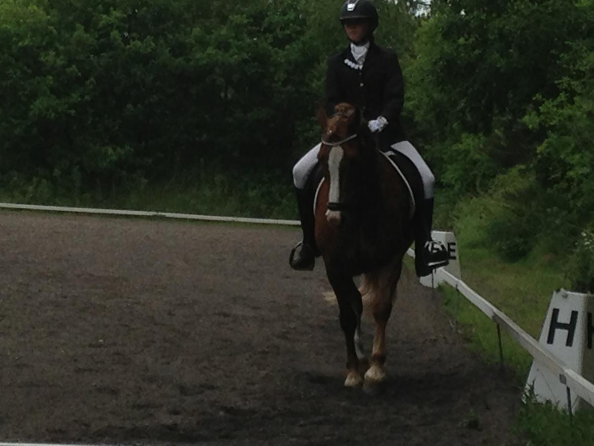 Welsh Partbred (Sec F) Wissinggaards stitch - Stævne Birgittelyst billede 8