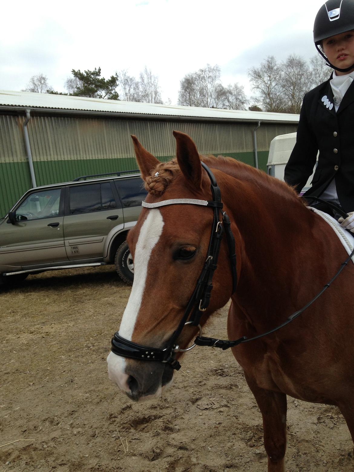 Welsh Partbred (Sec F) Wissinggaards stitch - En rigtig smuksak:) billede 9