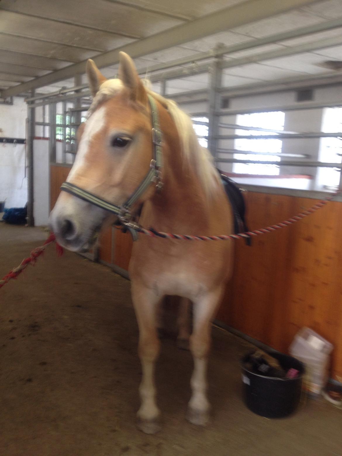 Haflinger Amigo billede 11