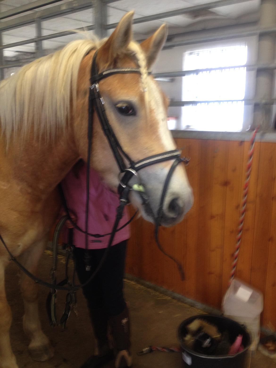 Haflinger Amigo billede 10