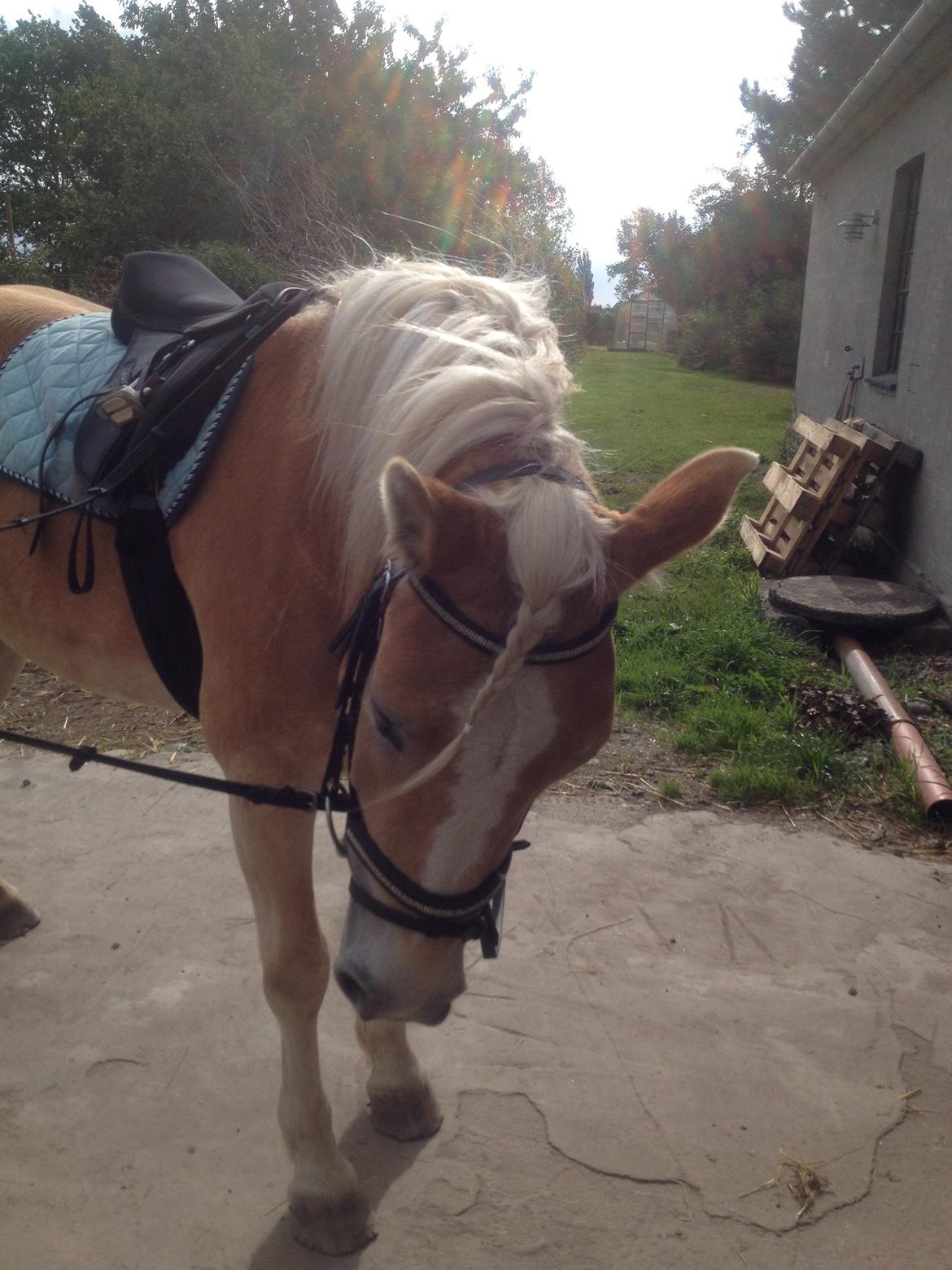 Haflinger Amigo billede 12