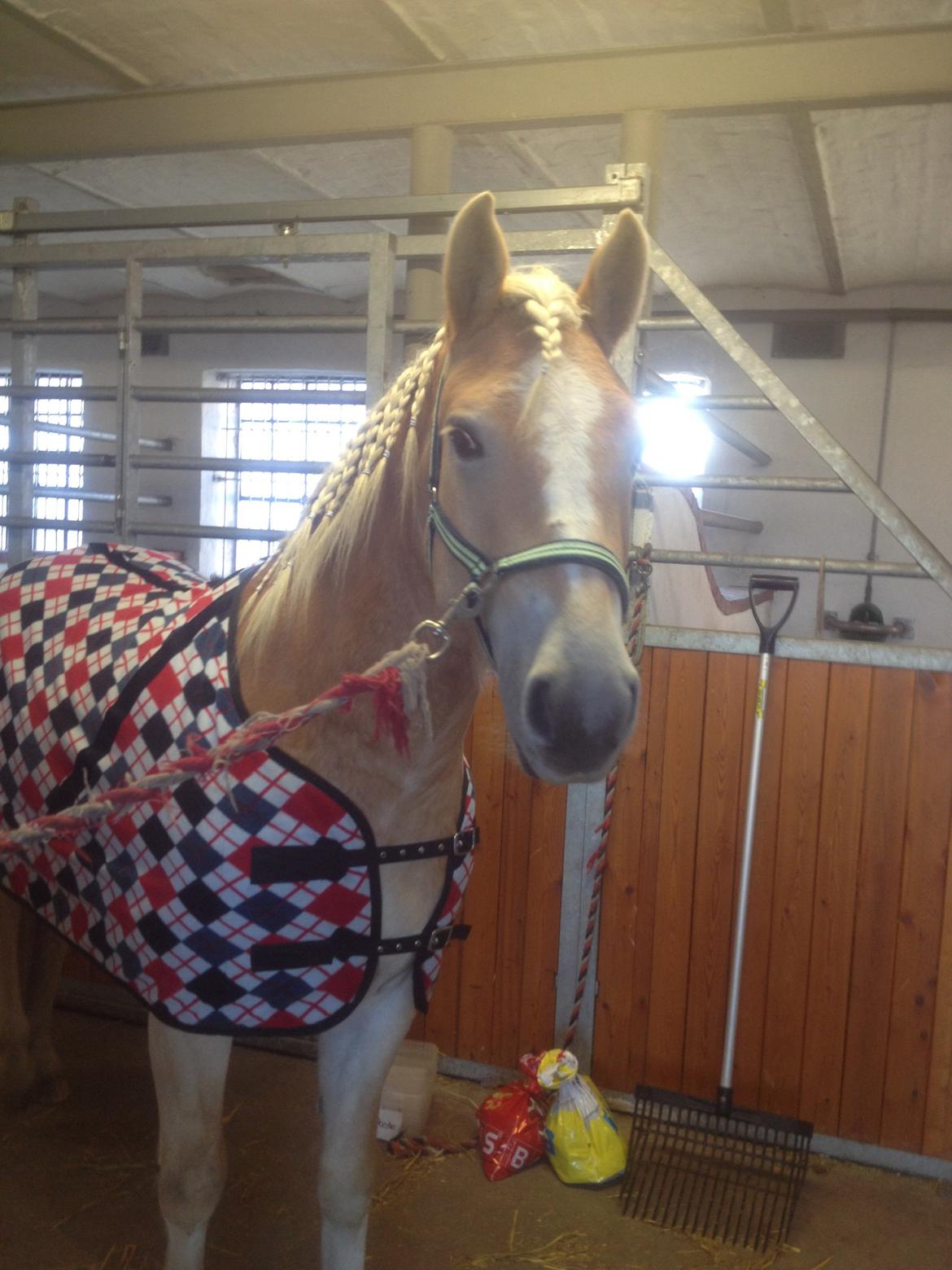 Haflinger Amigo billede 13