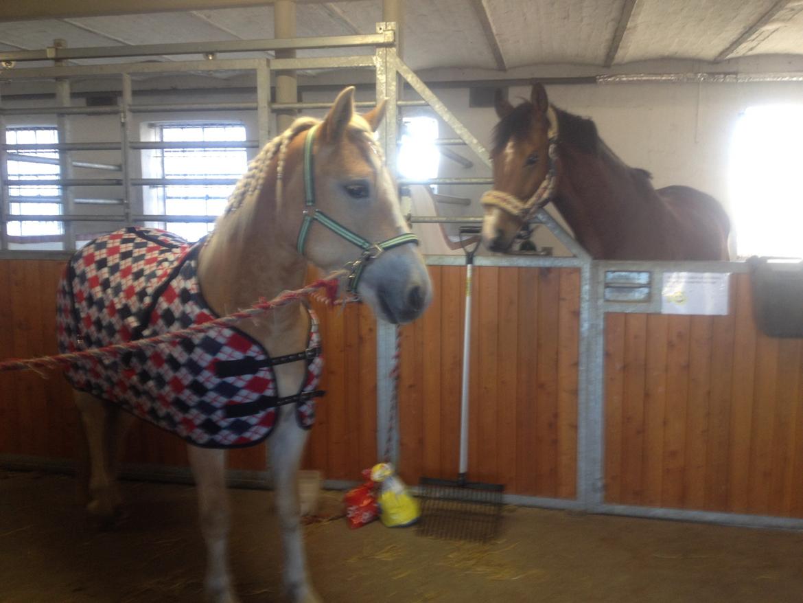 Haflinger Amigo billede 14