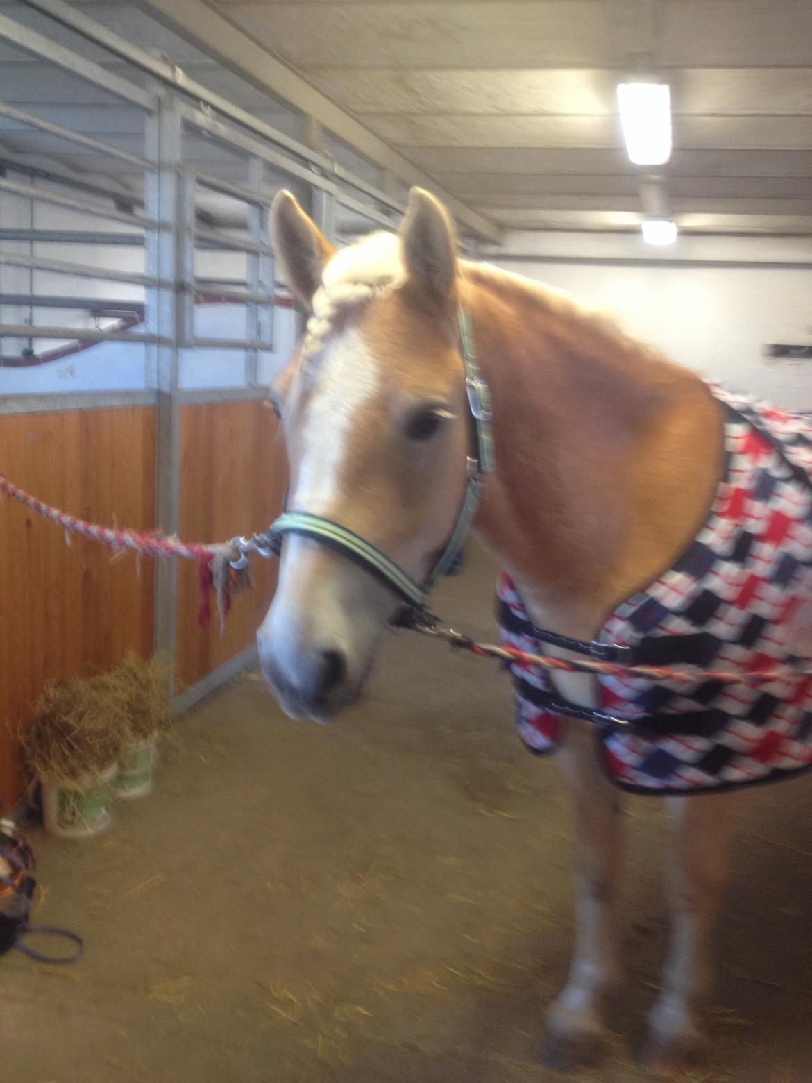 Haflinger Amigo billede 15