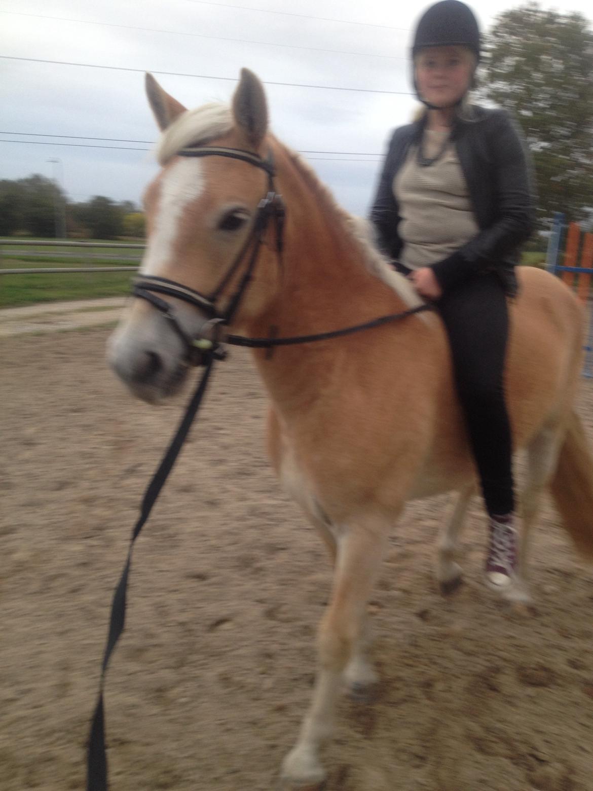 Haflinger Amigo billede 16