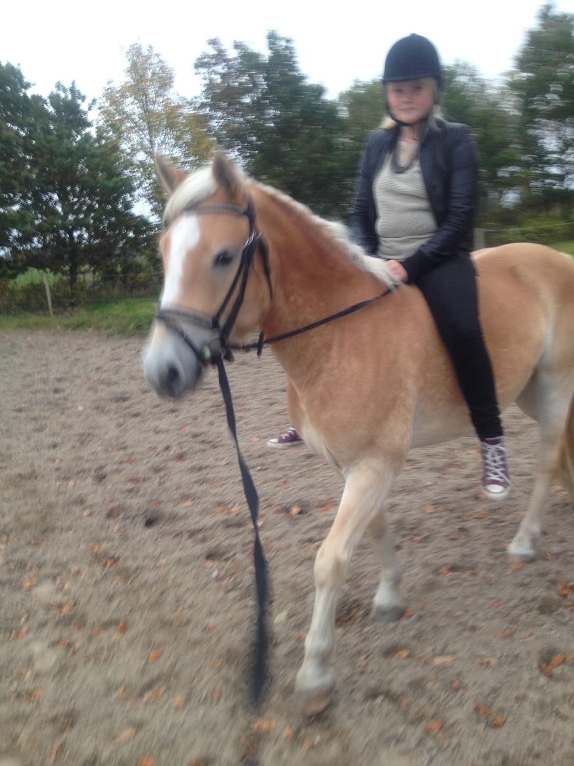 Haflinger Amigo billede 17