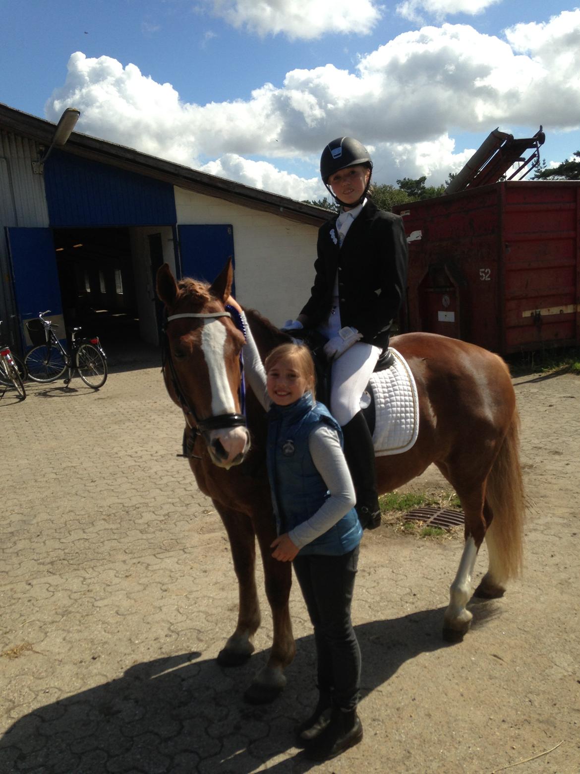 Welsh Partbred (Sec F) Wissinggaards stitch - Til stævne i Bjerringbro med min trofaste oppasser Marie :-) billede 10