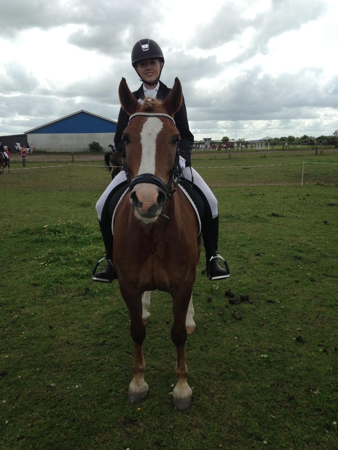 Welsh Partbred (Sec F) Wissinggaards stitch - Hodsager 2013 billede 11