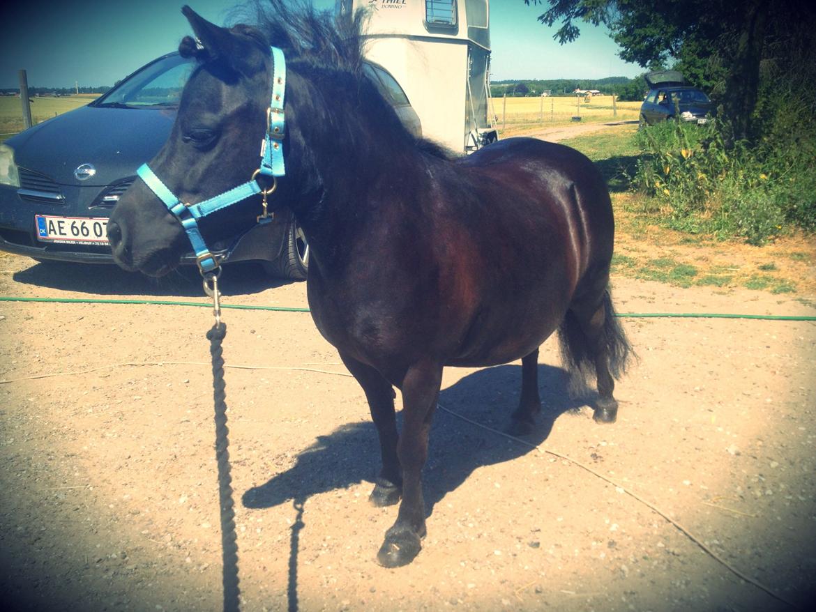 Shetlænder Molly billede 17