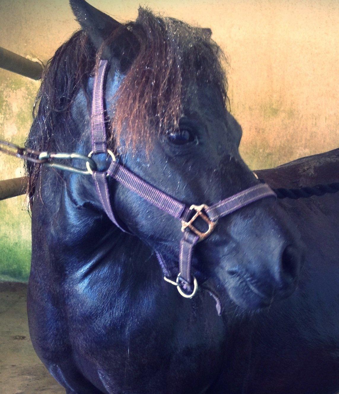 Shetlænder Molly billede 18