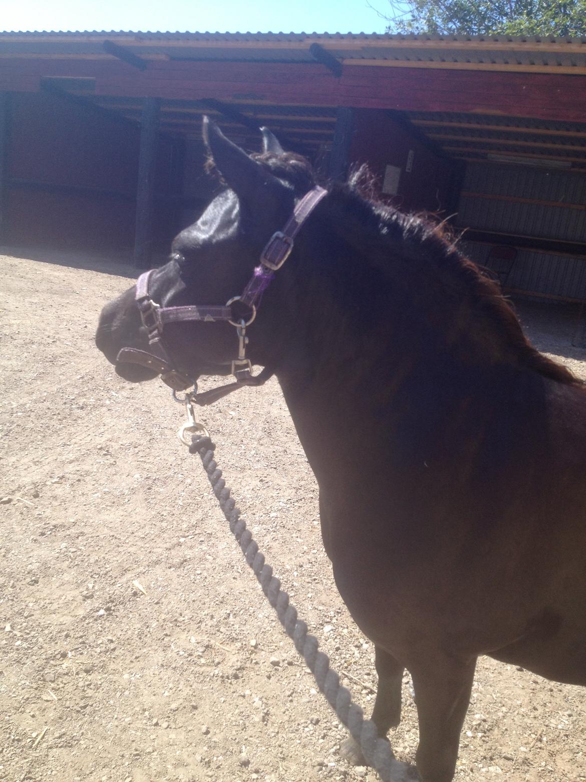 Shetlænder Molly billede 19