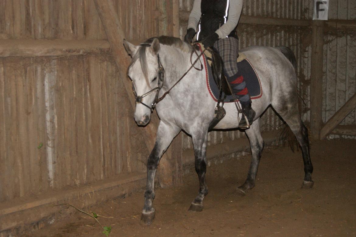 Anden særlig race India - India træning 10/10-13 billede 1