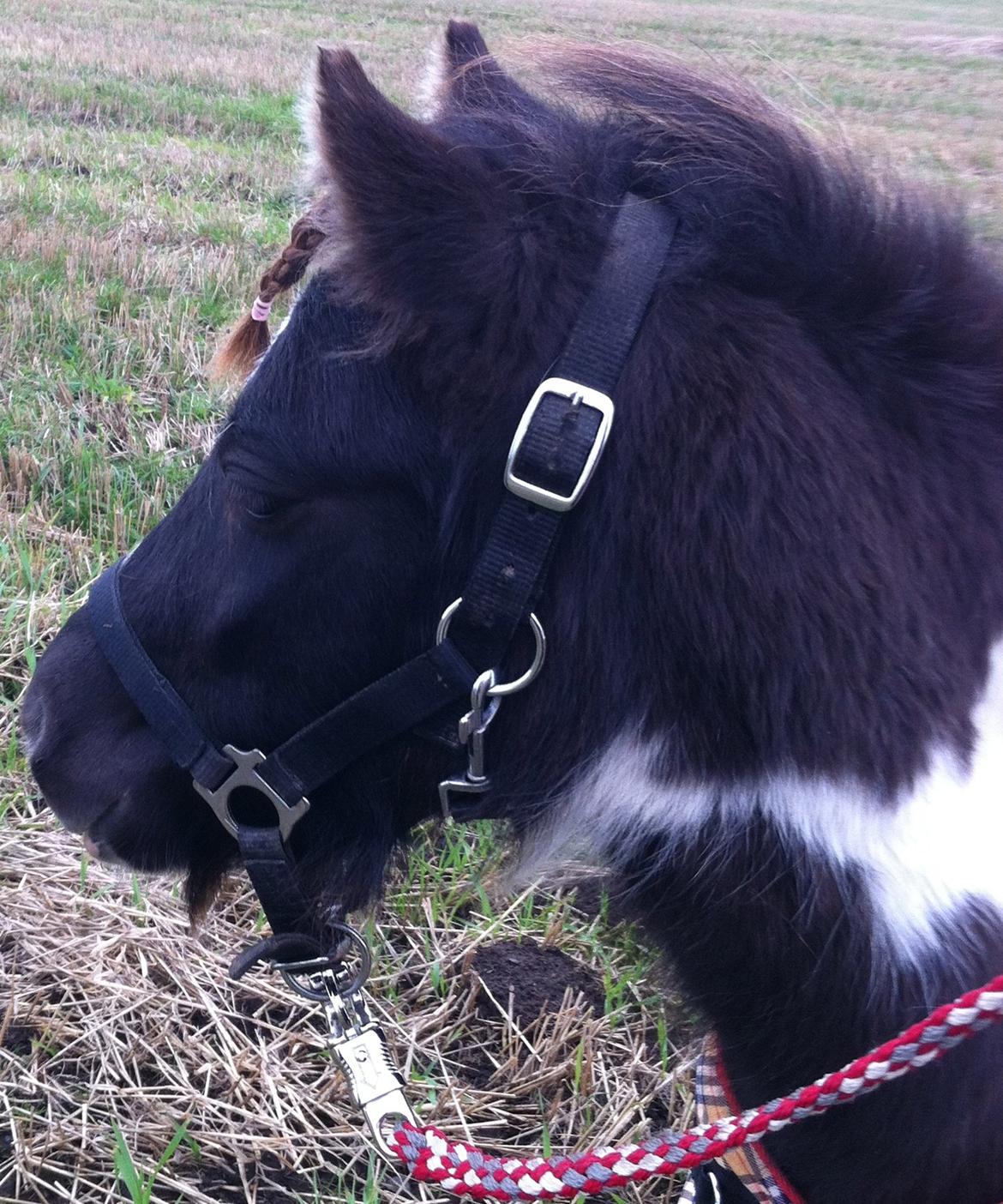 Anden særlig race - Almiras Mynte <3 *SOLGT* - 11-10-13 - Bette fisen med fletning.  billede 9