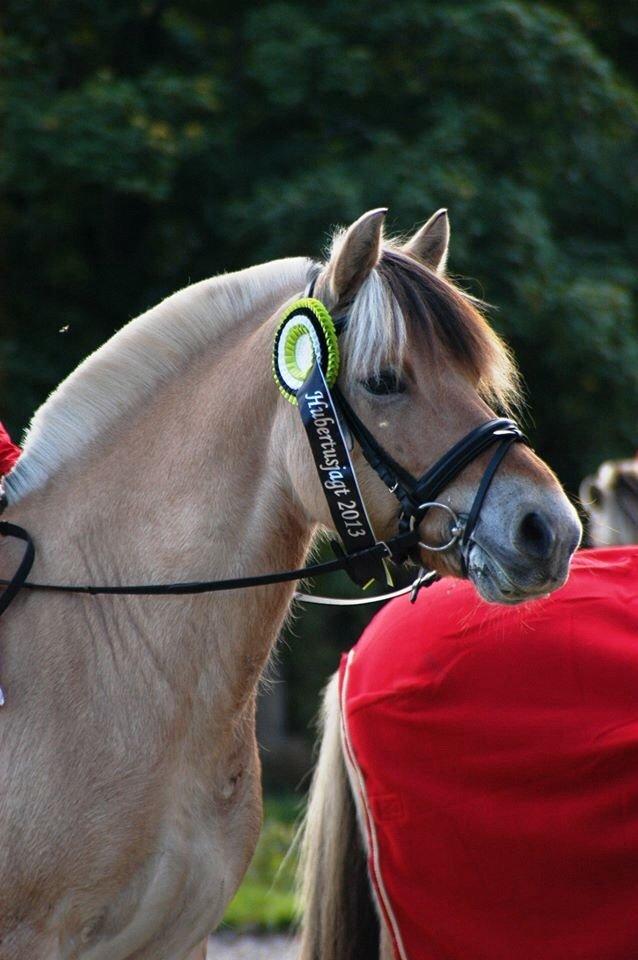 Fjordhest Farmens Elliot - Tredjeplads i opløbet for folk under 18 år, ved fjordheste jagten på Tiselholdt Gods 2013 :) billede 1