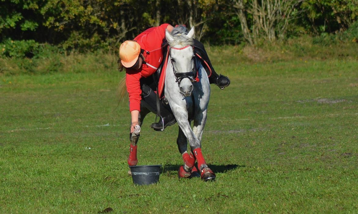 DSP Linette // Lynette - Leo Cup 2013 - 2 plads i B-finalen! :-) billede 21