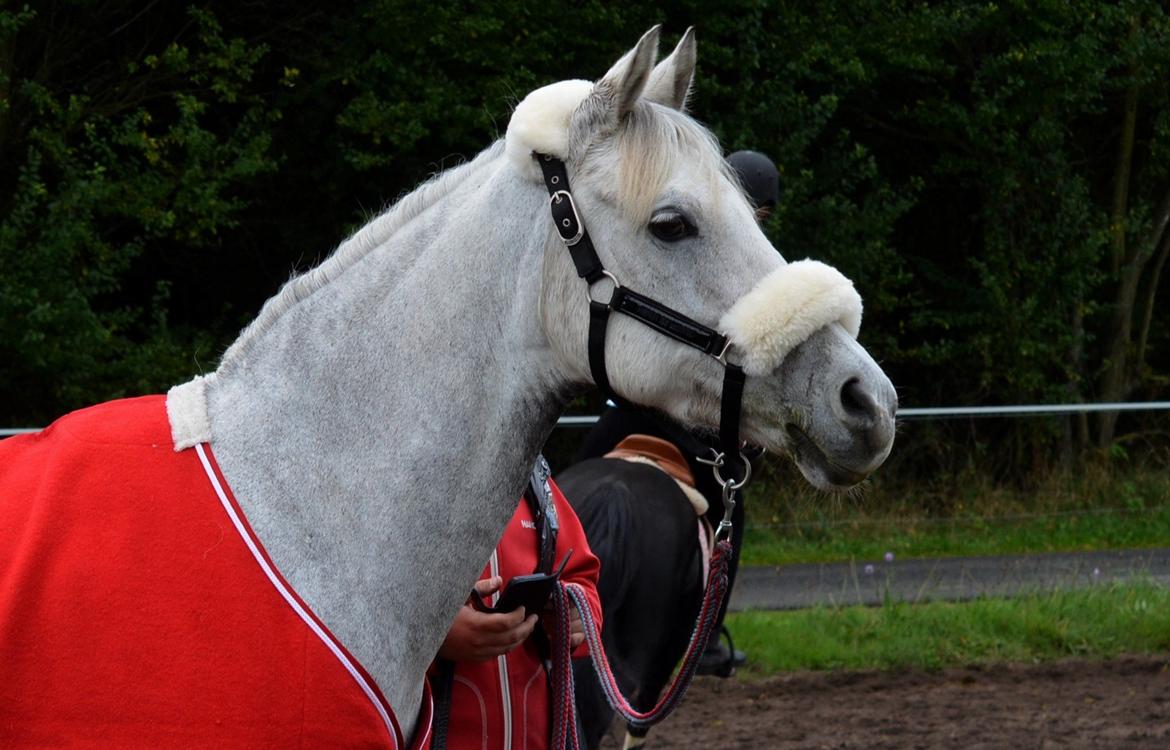 DSP Linette // Lynette - Skatten til Leo Cup 2013 - 2 plads i B-finalen! :-) billede 35