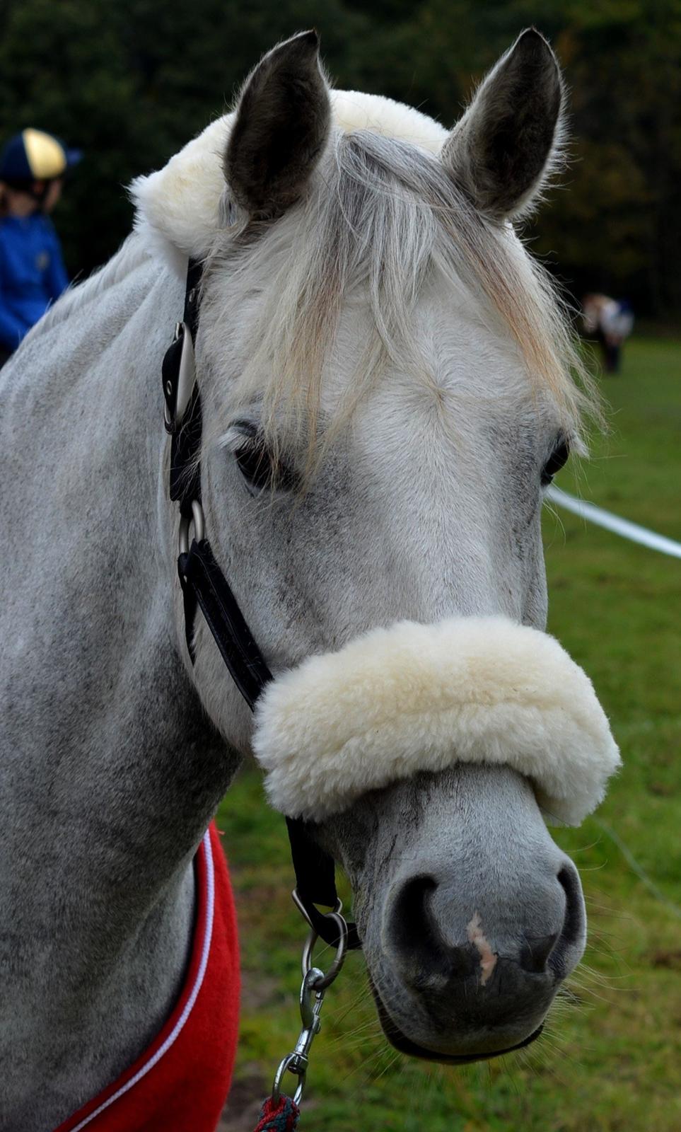 DSP Linette // Lynette - <3 <3 Leo Cup 2013 - 2 plads i B-finalen! :-) billede 38