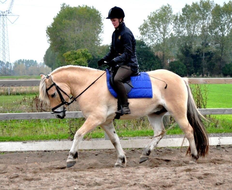Fjordhest Halfdan - Halfdan uden longe
 billede 12