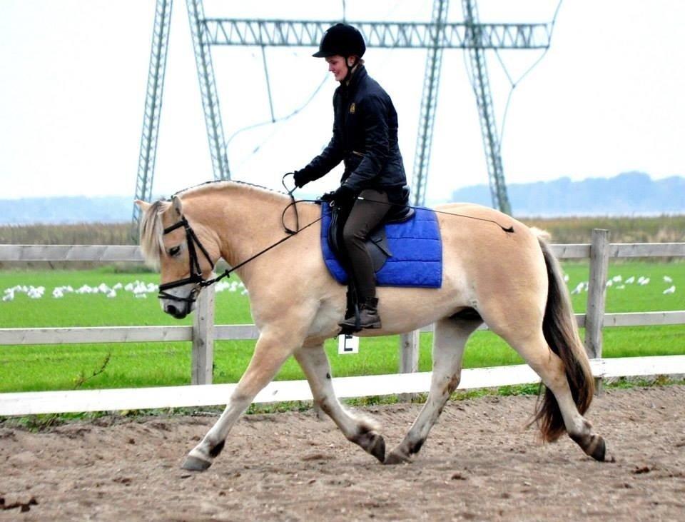Fjordhest Halfdan - Halfdan uden longe billede 8