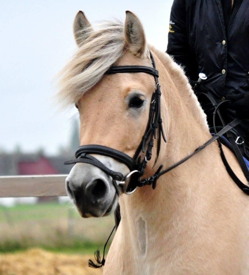 Fjordhest Halfdan billede 17