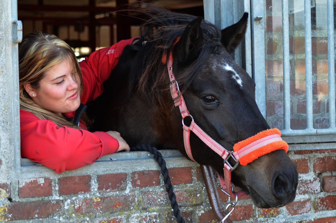 New Forest Sandagers Sir Giant // Sputnik - <3 billede 27