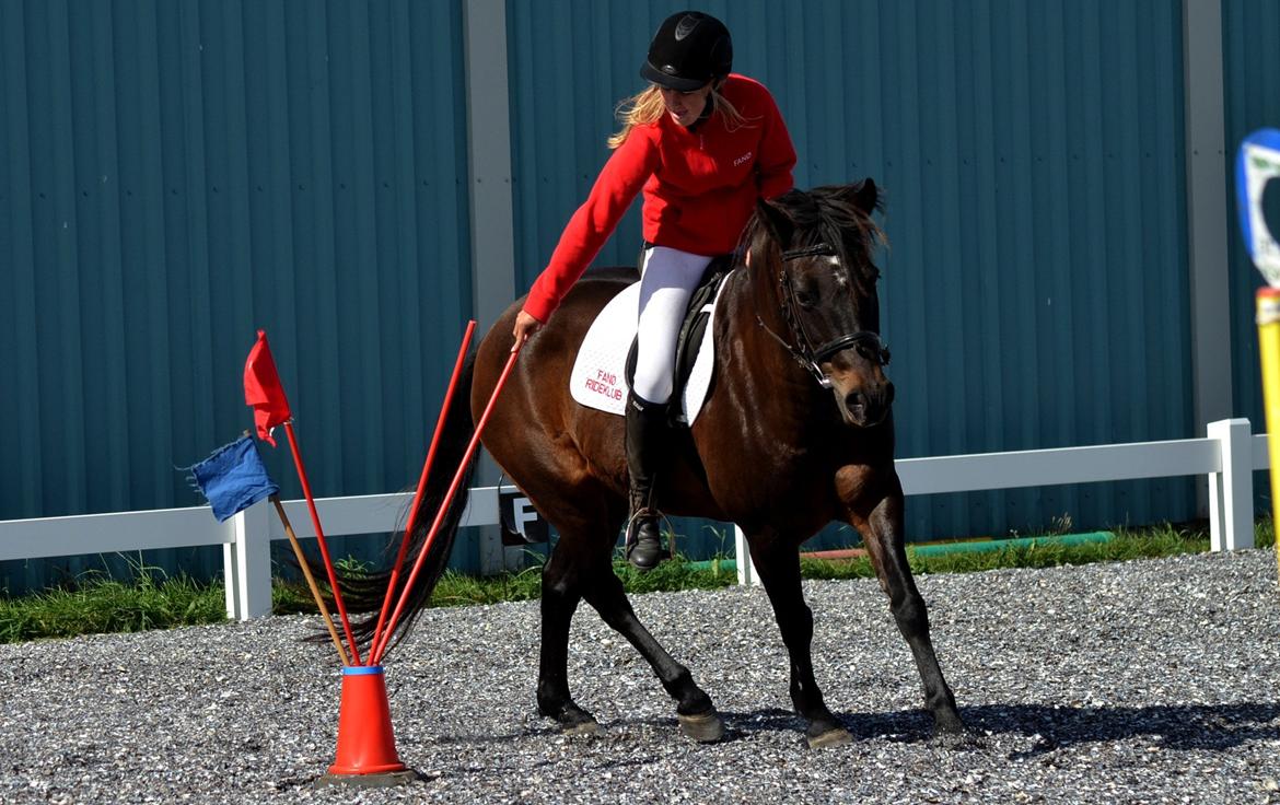 New Forest Sandagers Sir Giant // Sputnik - Camilla og Sputnik rider ponygames opvisning til åbent hus i rideklubben. :-) billede 16