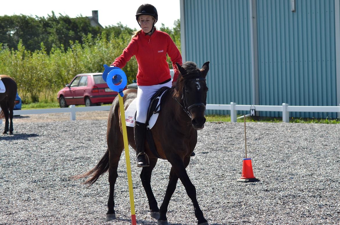 New Forest Sandagers Sir Giant // Sputnik - Camilla og Sputnik rider ponygames opvisning til åbent hus i rideklubben. :-) billede 10