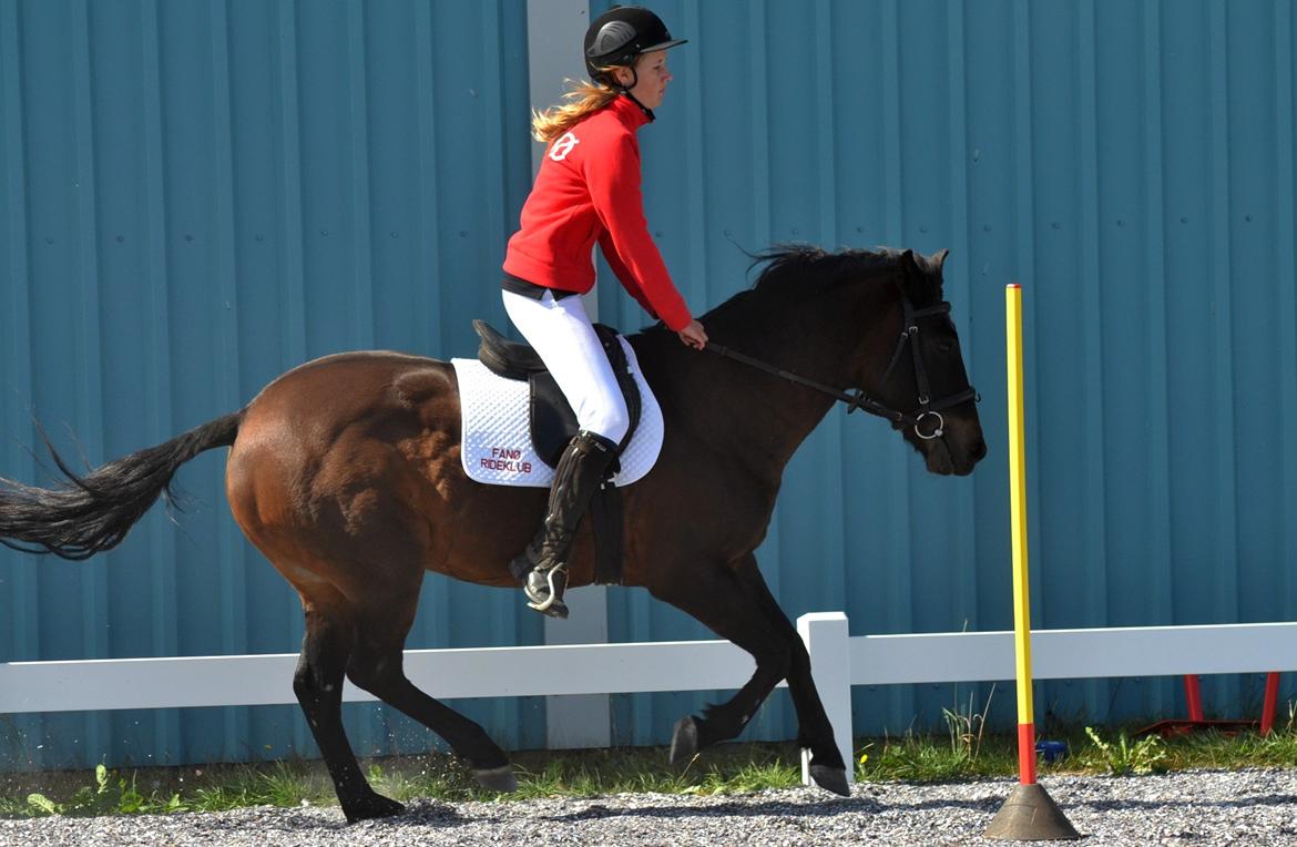 New Forest Sandagers Sir Giant // Sputnik - Camilla og Sputnik rider ponygames opvisning til åbent hus i rideklubben. :-) billede 14