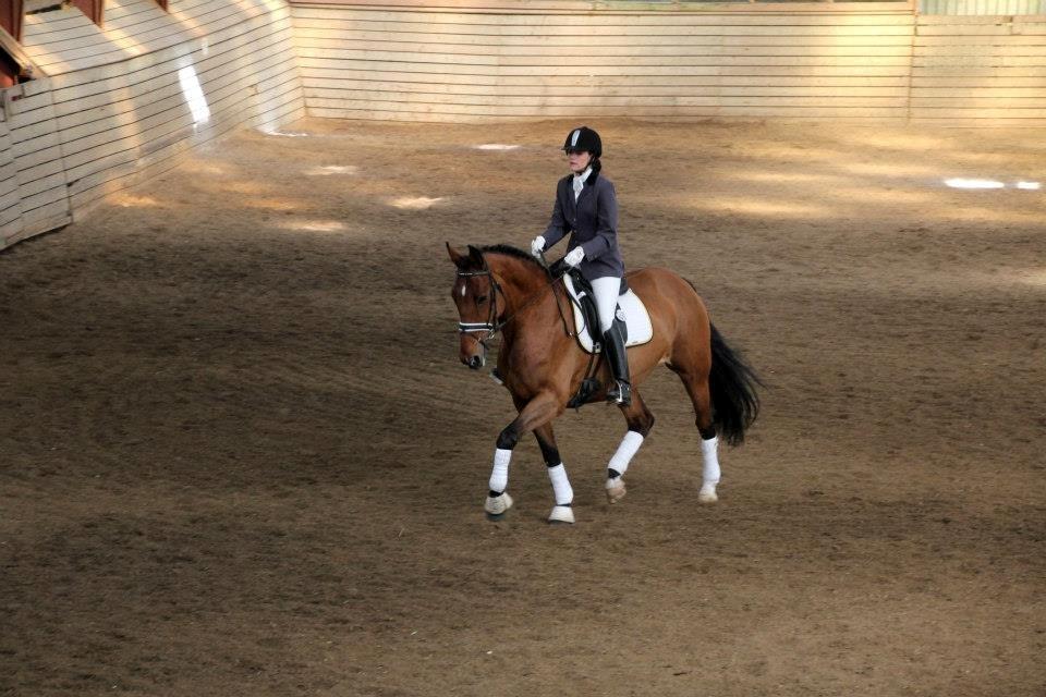 Dansk Varmblod Beauty billede 39