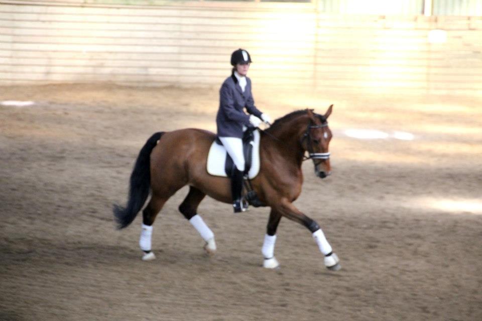 Dansk Varmblod Beauty billede 40
